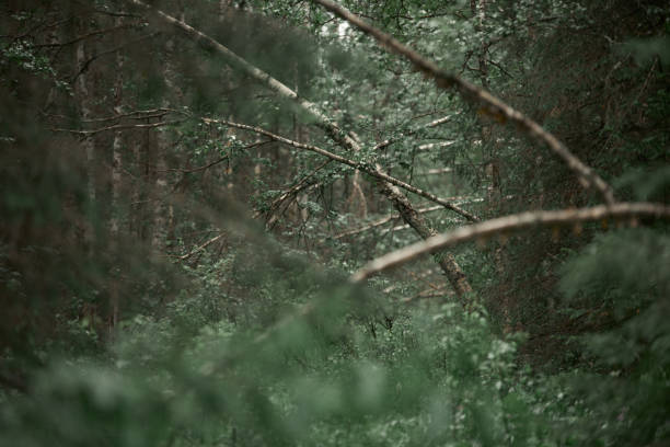 Abstract, macro close up of green fir trees in deep forest