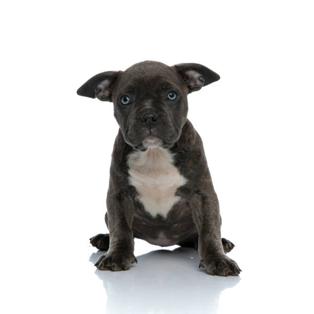 istock little puppy american bully sitting 1132023105