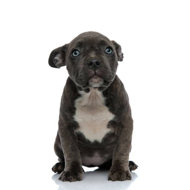 istock little dog american bully with blue eyes looking cute 1132023231