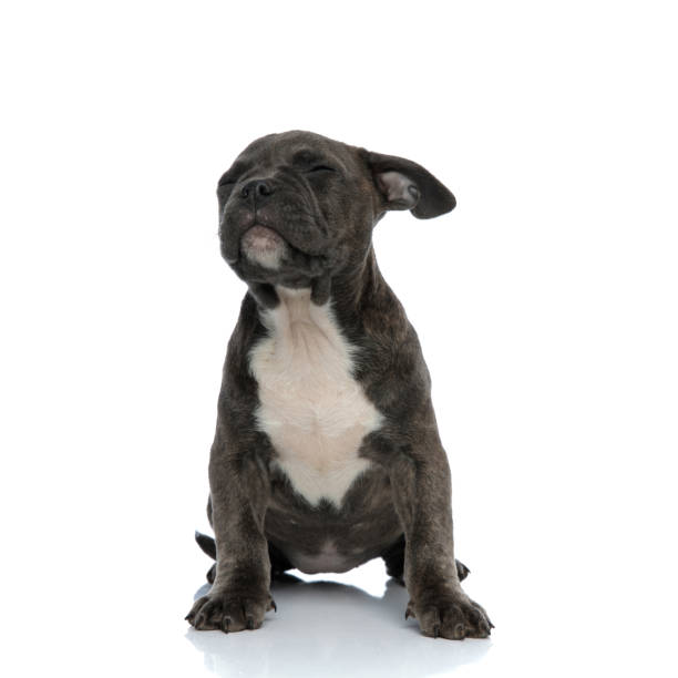 istock american bully struggling with closed eyes 1132023251