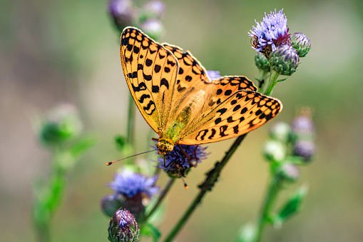 Close-up detailed photo of an orange colored butterfly on a purple wildflower.