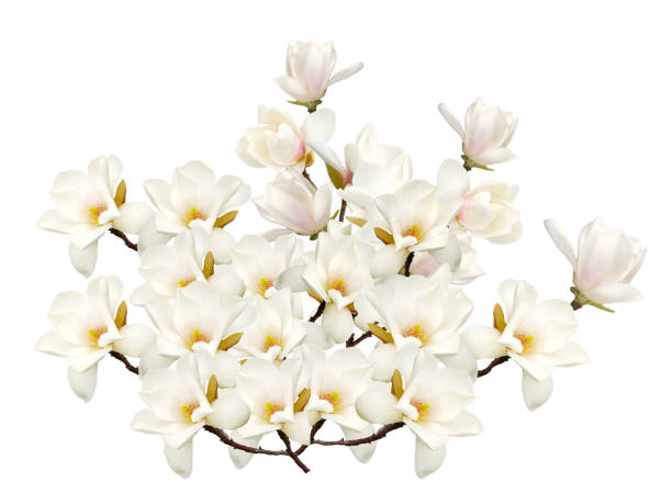 istock White magnolia flower on white background. 1132023656