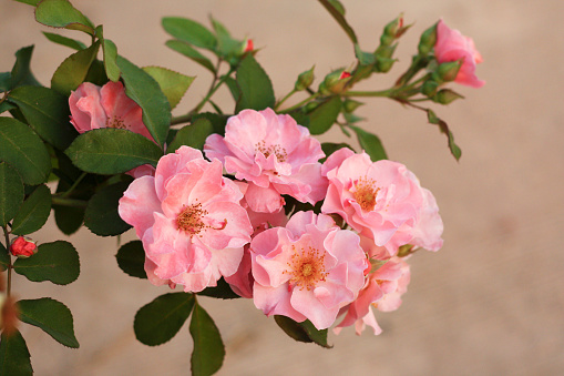 Beautiful pink rose flower named Clair matin.