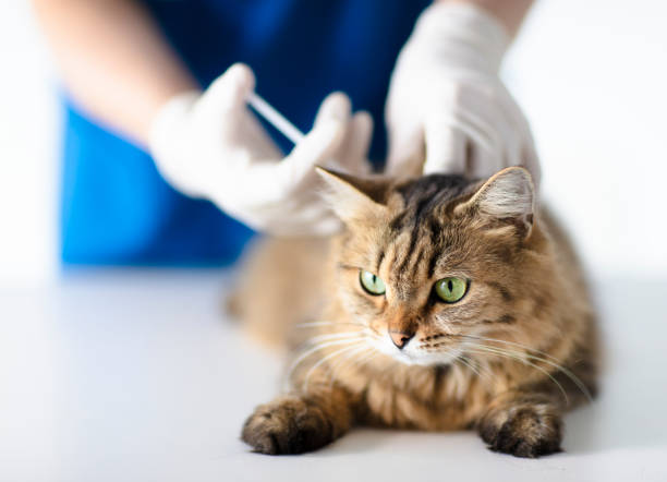 Veterinarian at vet clinic giving injection  cat stock photo