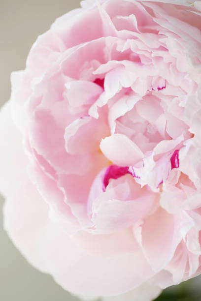 istock Peony pink flower close up 1132023979