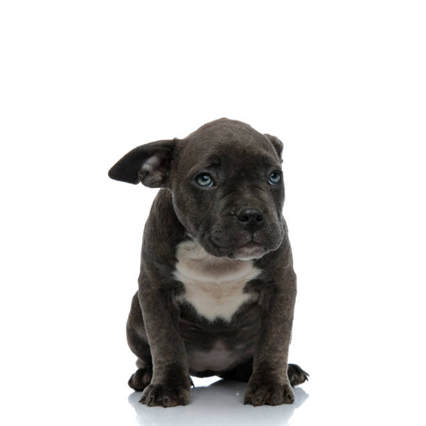 istock blue american bully dog with shy looking 1132025004