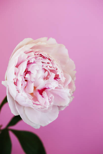 istock Peony pink flower close up 1132025240