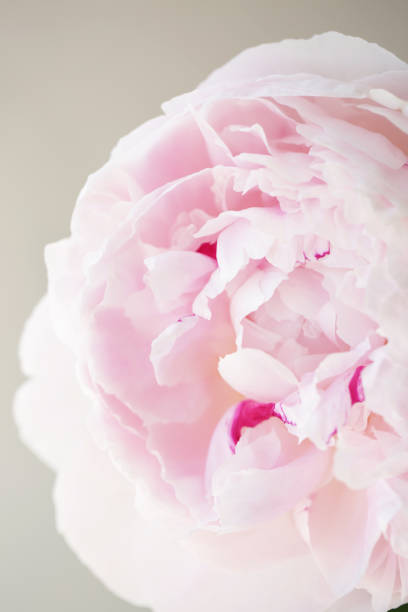 istock Peony pink flower close up 1132025448