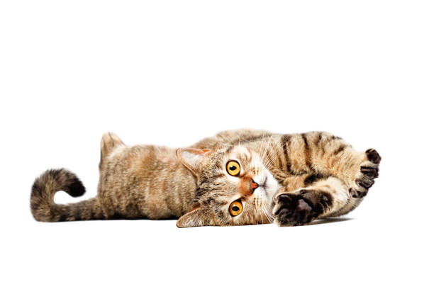 istock Adorable cat Scottish Straight lying isolated on white background 1132025688
