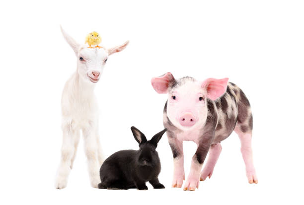 istock Adorable farm animals together isolated on white background 1132025699