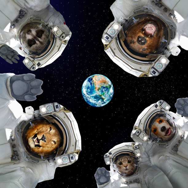 zwierzęta w kosmicznych kombinezonach w kosmosie na tle planety ziemia - five animals zdjęcia i obrazy z banku zdjęć