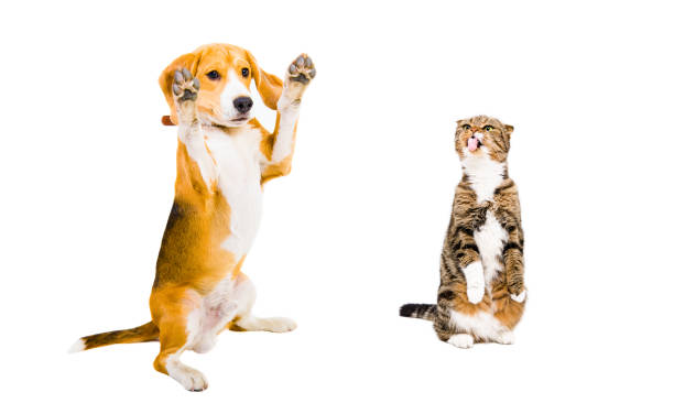 istock Beagle and cat Scottish Fold together isolated on white background 1132025734