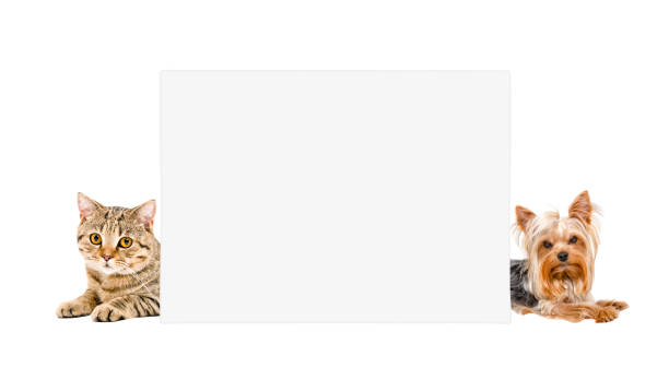 istock Cat Scottish Straight and Yorkshire terrier, lying behind banner, isolated on white background 1132025778