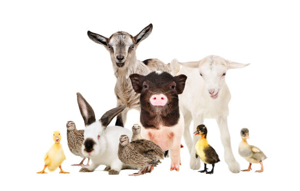 istock Cute farm animals together isolated on white background 1132025780
