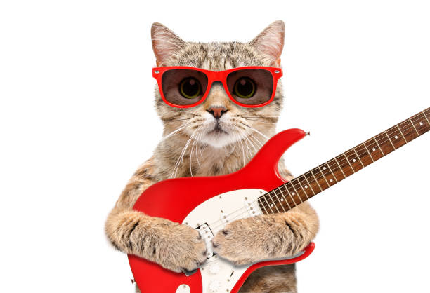 Cat Scottish Straight in sunglasses with electric guitar isolated on white background Cat Scottish Straight in sunglasses with electric guitar isolated on white background bass guitar photos stock pictures, royalty-free photos & images