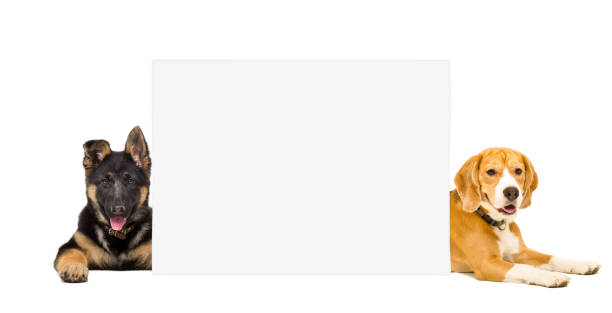 istock German Shepherd puppy and Beagle lying behind a banner 1132025875
