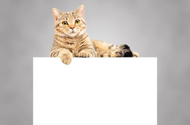 istock Graceful cat Scottish Straight, lying on the banner on a gray background 1132025889
