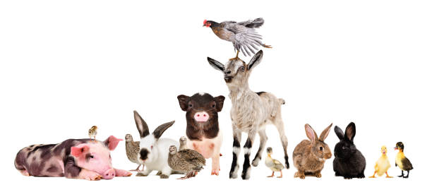 istock Group of funny farm animals isolated on white background 1132025939