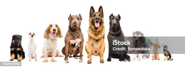 Group Of Dogs Of Different Breeds Sitting Isolated On White Background Stock Photo - Download Image Now