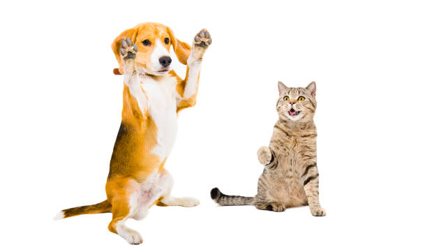 istock Playful Beagle and cat Scottish Straight isolated on white background 1132025980