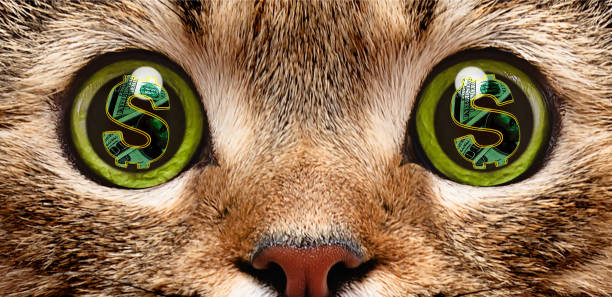 retrato de un gato en cuyos ojos un símbolo de dólar, de primer plano - money cat fotografías e imágenes de stock