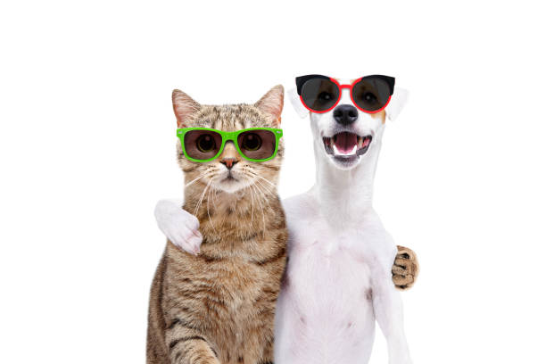 강아지 잭 러셀 테리어와 고양이 스코틀랜드 스트레이트 선글라스에 흰색 배경에 고립 된 서로 포옹의 초상화 - 재미 이미지 뉴스 사진 이미지