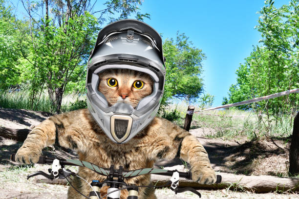 Portrait of a cat in a helmet on a bicycle participating in a cycling competition Portrait of a cat in a helmet on a bicycle participating in a cycling competition cat riding a bike stock pictures, royalty-free photos & images
