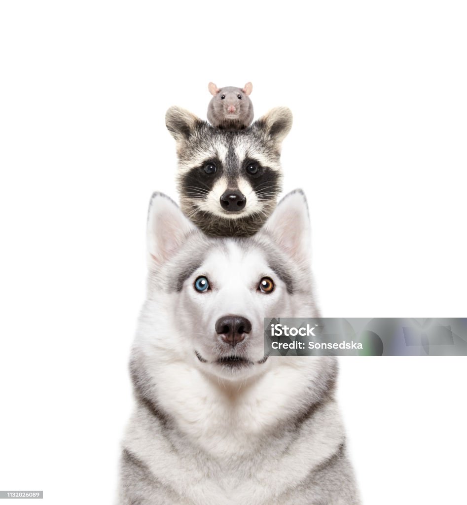 Chân Dung Một Giống Chó Siberian Husky Với Một Con Gấu Trúc Và Một ...