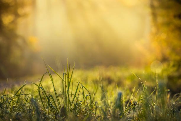 istock Summer meadow, green grass field with rays of warm sunlight, nature background concept, soft focus, warm pastel tones 1132026099