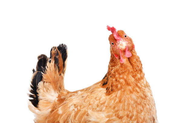 ritratto di pollo divertente, vista laterale, isolato su sfondo bianco - poultry animal curiosity chicken foto e immagini stock