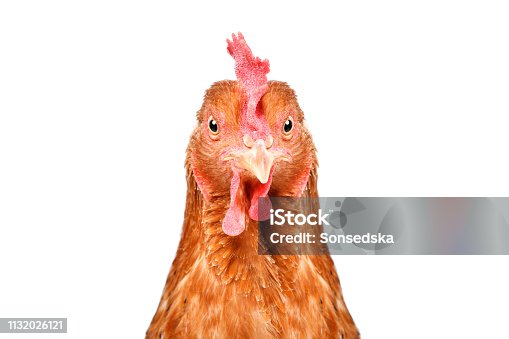 14,983 Hen Portrait Stock Photos, Pictures & Royalty-Free Images - iStock