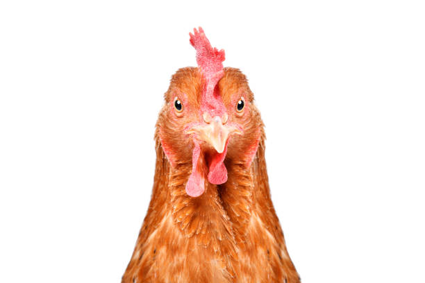 portrait of a funny chicken, closeup, isolated on white background - poultry animal curiosity chicken imagens e fotografias de stock