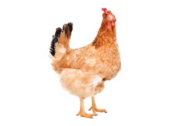 istock Portrait of a ginger chicken standing isolated on white background 1132026125