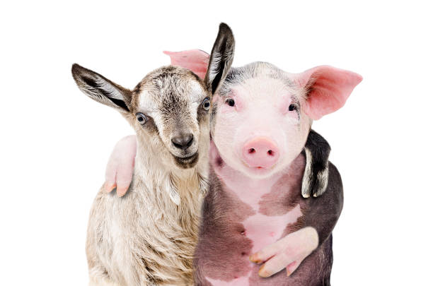 portret kozy i świni ogarniającej się nawzajem odizolowane na białym tle - livestock pink agriculture nature zdjęcia i obrazy z banku zdjęć