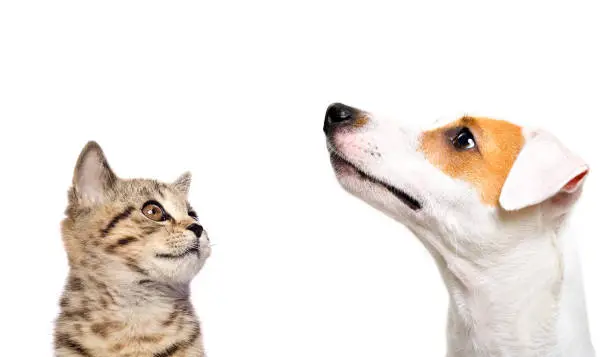 Photo of Portrait of cute dog Jack Russell Terrier and  kitten Scottish Straight side view isolated on white background