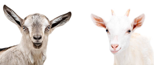 istock Portrait of two cute  goats 1132026162