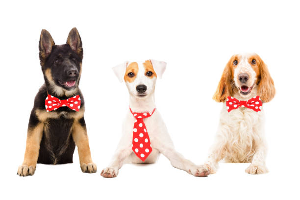 istock Three funny dogs in red ties isolated on white background 1132026185