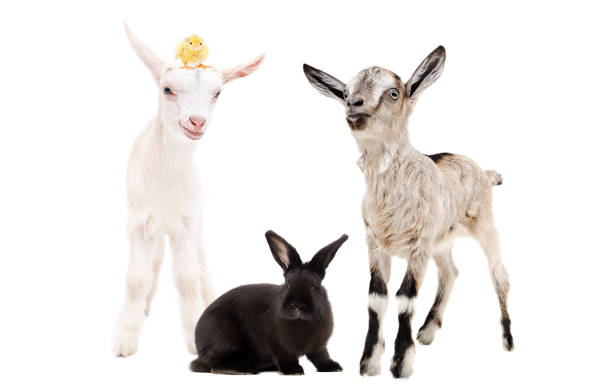 istock Two little goats and a black rabbit together isolated on white background 1132026232