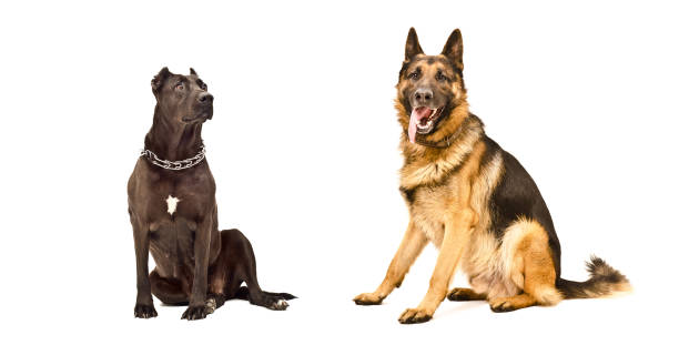 istock Two dogs sitting isolated on white background 1132026243