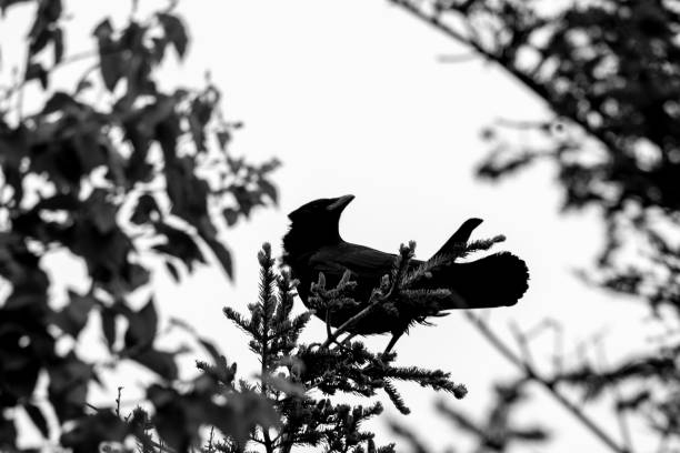 The Crow crow with shadow games against the light image en noir et blanc stock pictures, royalty-free photos & images