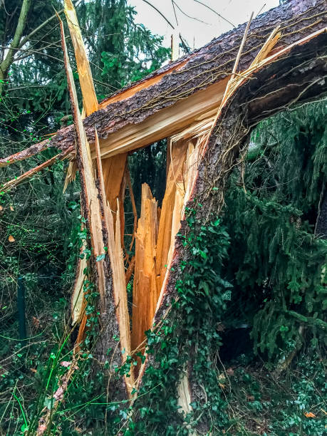 istock broken tree trunk, insurance weather storm lightning strike 1132027337