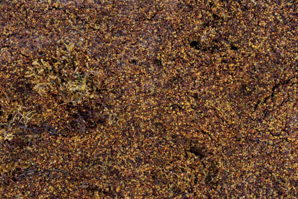 Seaweed sargassum seeds texture