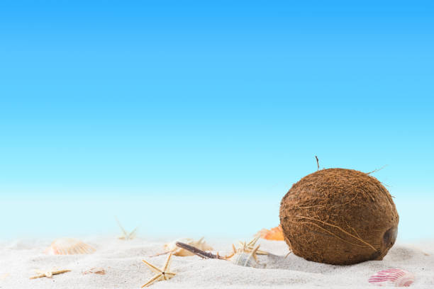 relaxation on summer exotic sandy beach concept. Blurred sky in cakground.