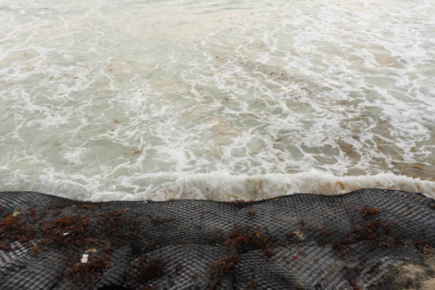 istock Beach erosion in Playa del Carmen 1132027700