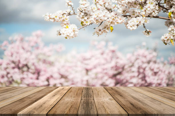 istock Spring blooming trees,wooden board empty table, product mock up display 1132028058