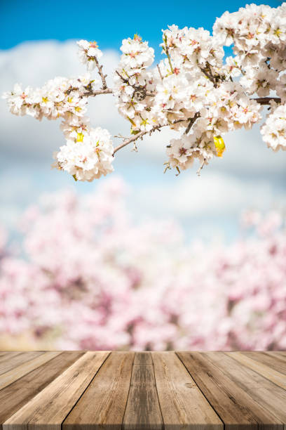 istock Spring blooming orchard ,wooden board table, product mock up display 1132028161