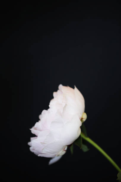 istock Peony pink flower close up 1132029915