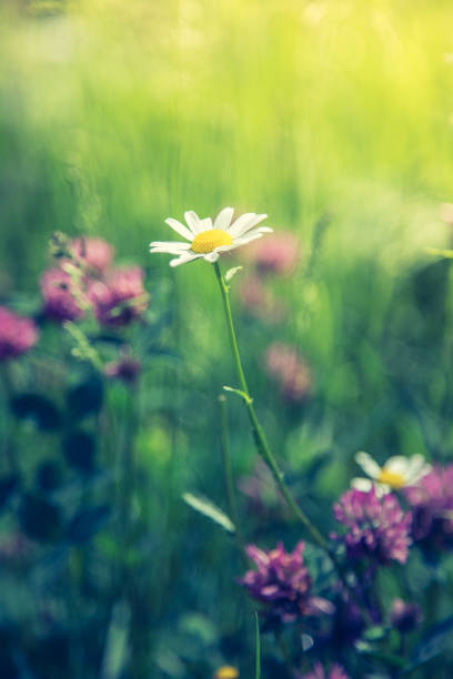 istock White daisy and colourful wildflowers in spring 1132031079