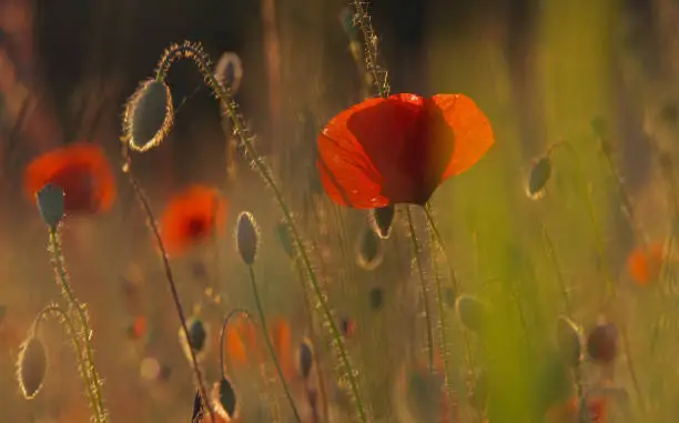 Poppy in evening sun