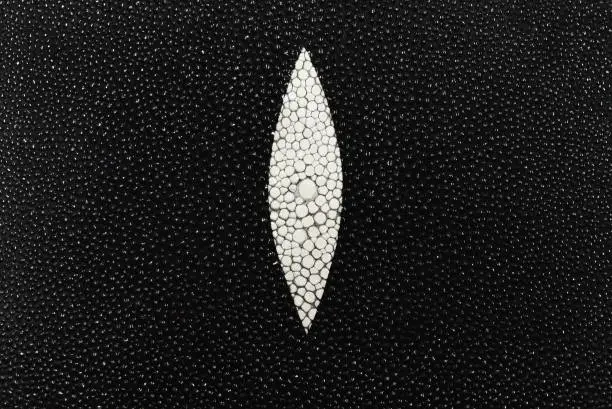 Photo of Black Stingray skin for woman wallet.